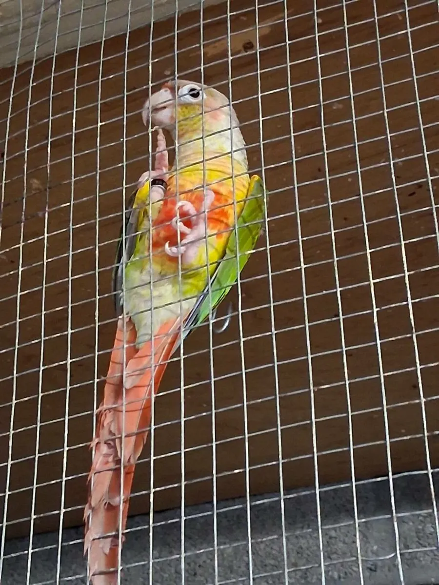 Pair of pineapple conure - Image 2