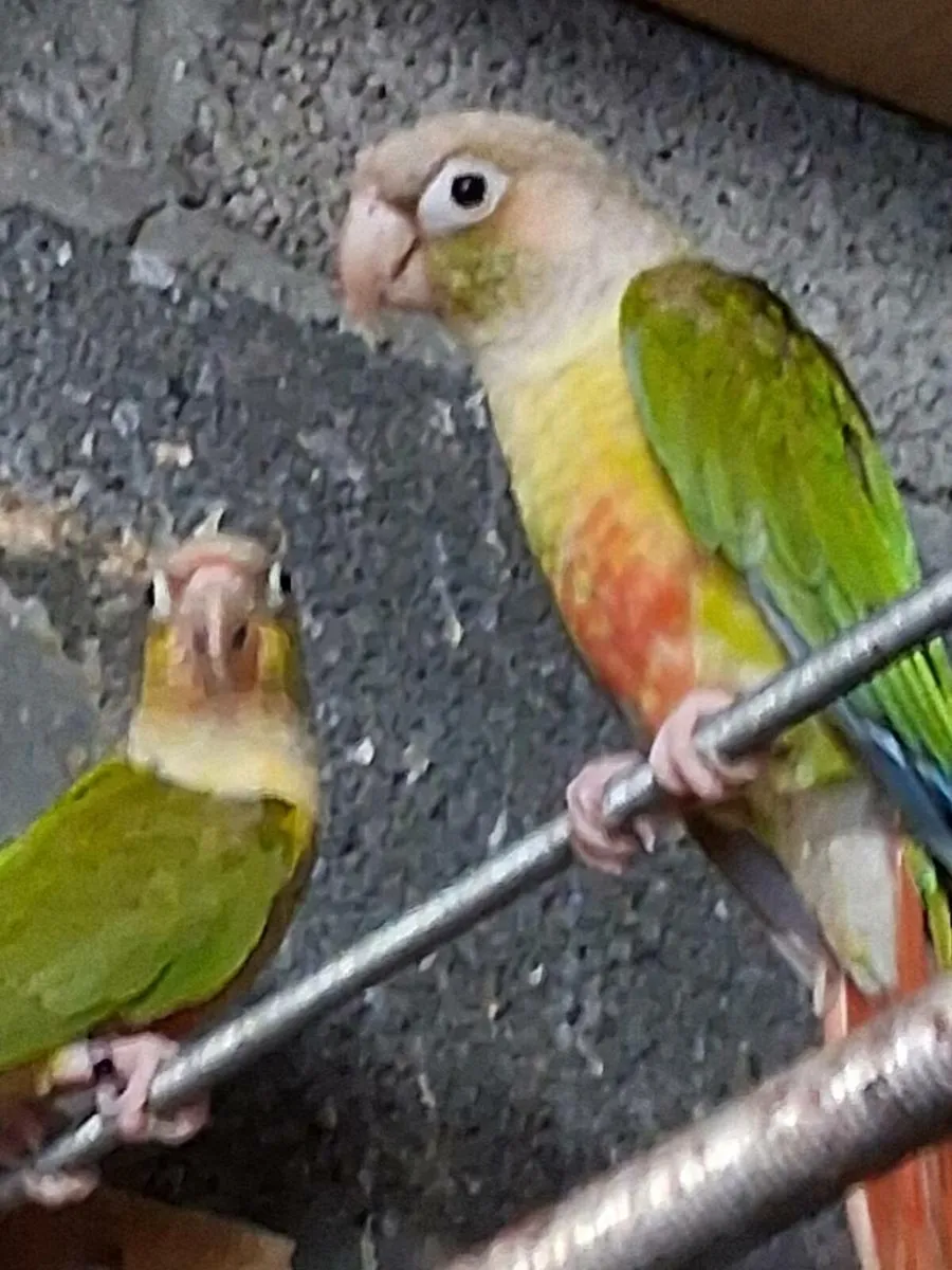 Pair of pineapple conure - Image 3