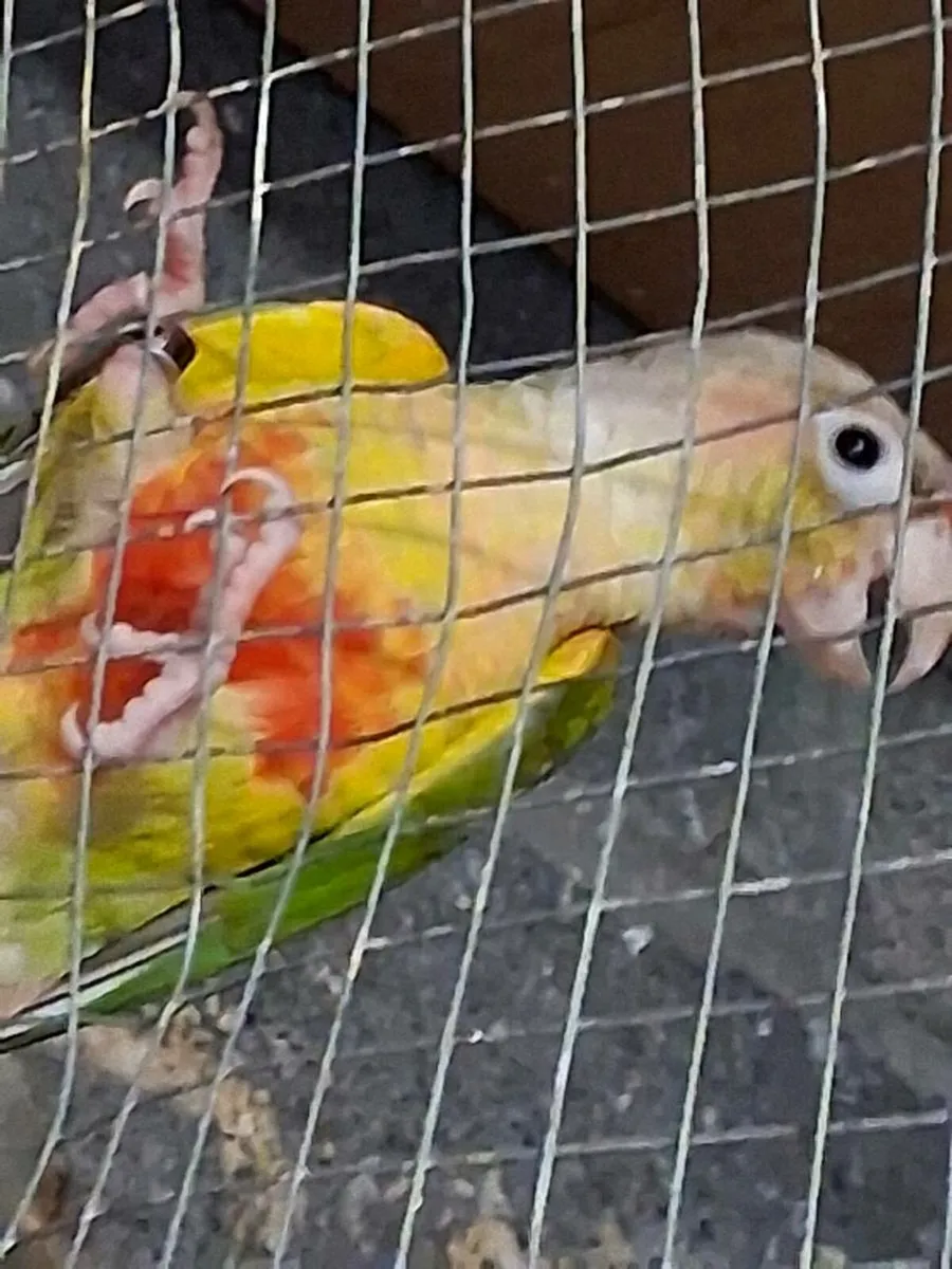 Pair of pineapple conure - Image 4