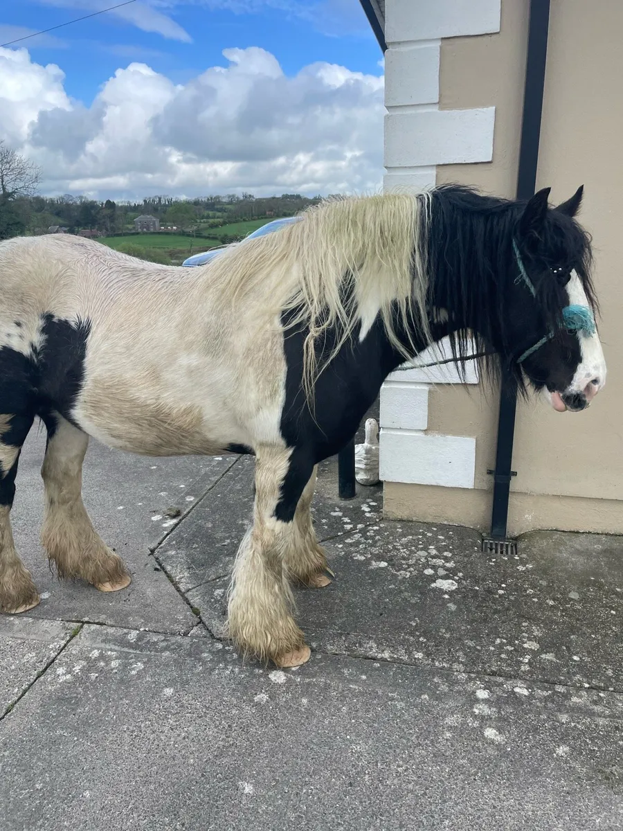 Cob mare - Image 1