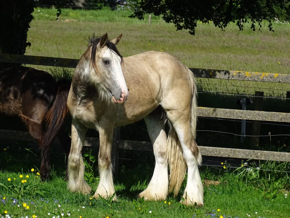Top class colt for sale - Image 1