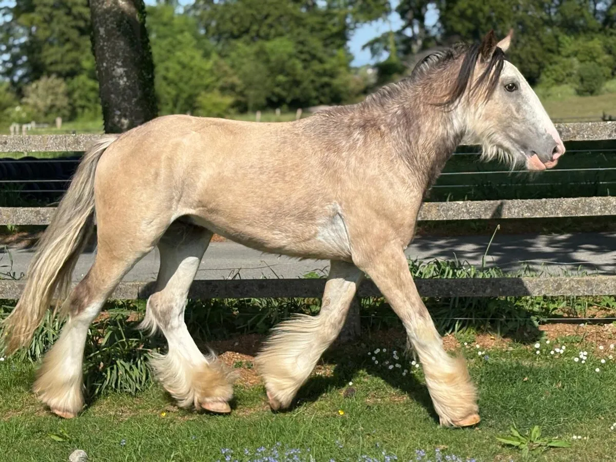 Top class colt for sale - Image 2