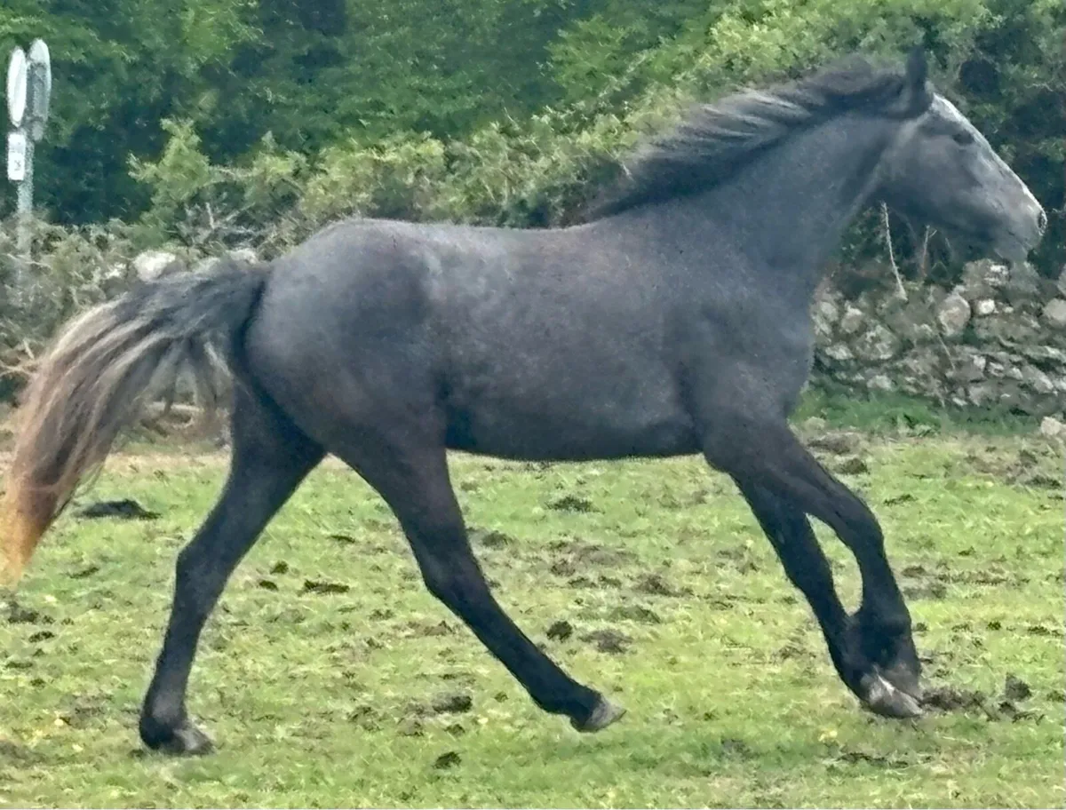 2yo filly RIDxCONNIE - Image 2