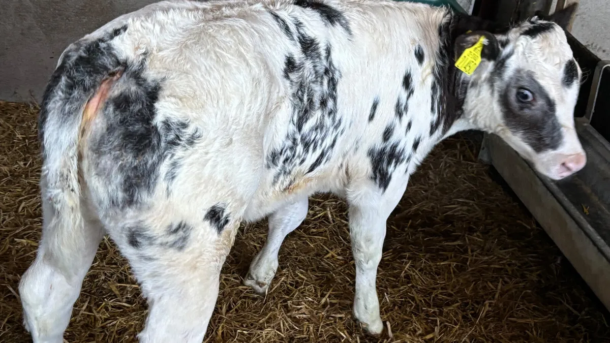 ⭐️ Show Quality Blue Heifer Calf ⭐️ - Image 4