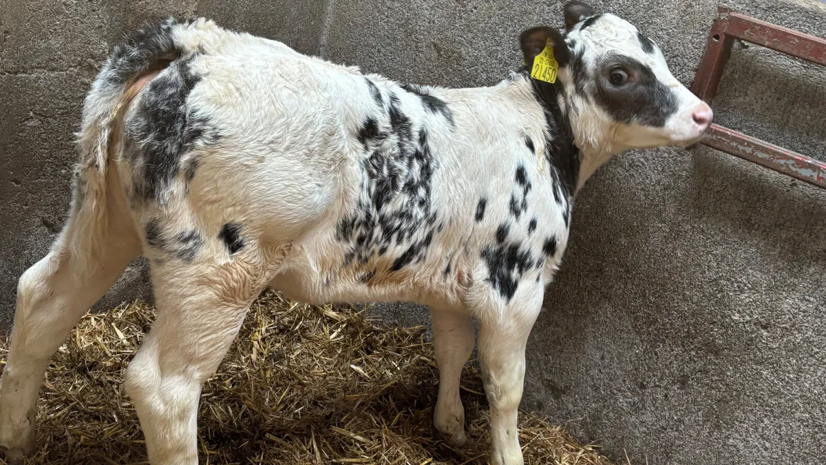 ⭐️ Show Quality Blue Heifer Calf ⭐️ - Image 1