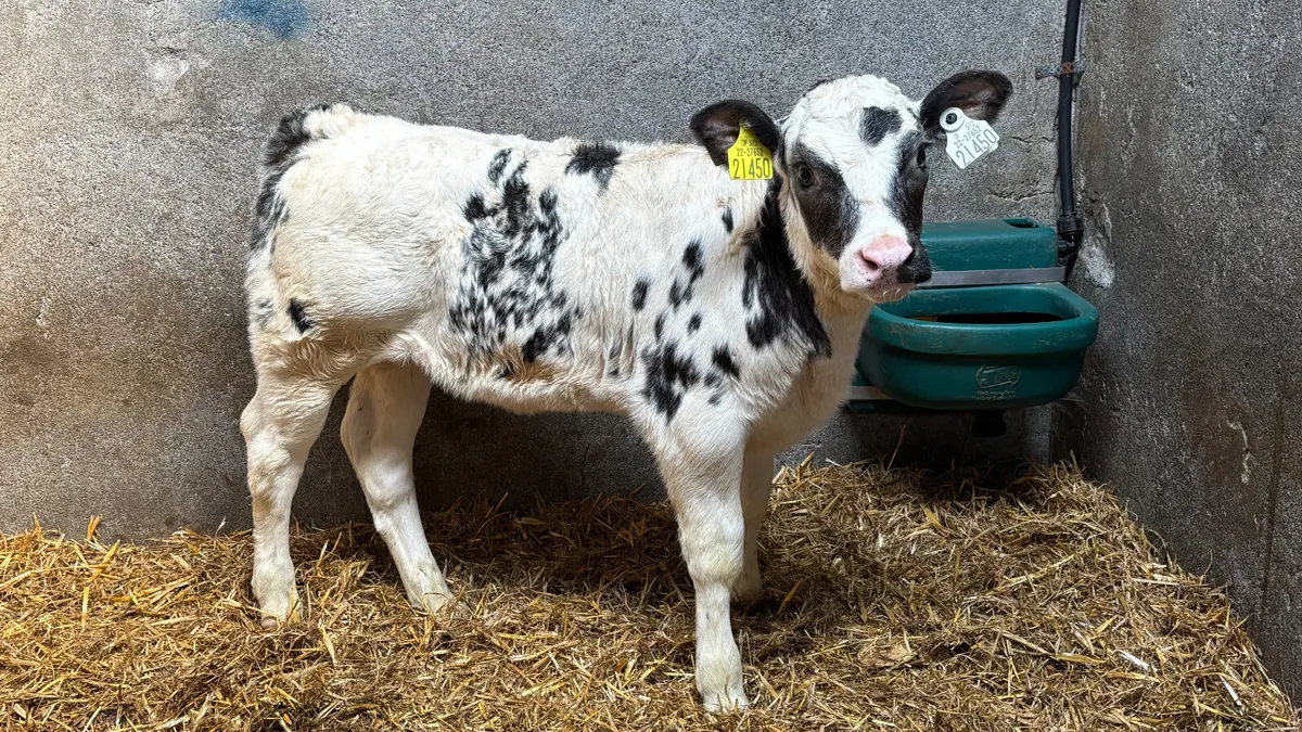 ⭐️ Show Quality Blue Heifer Calf ⭐️ - Image 2