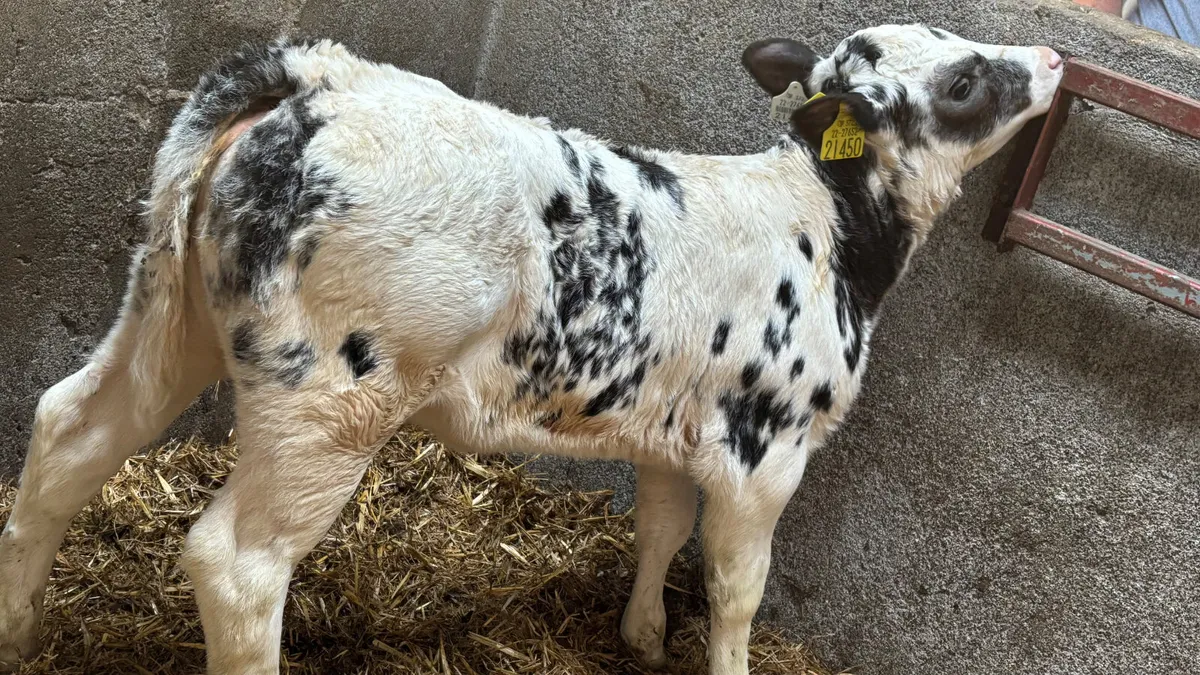⭐️ Show Quality Blue Heifer Calf ⭐️ - Image 3