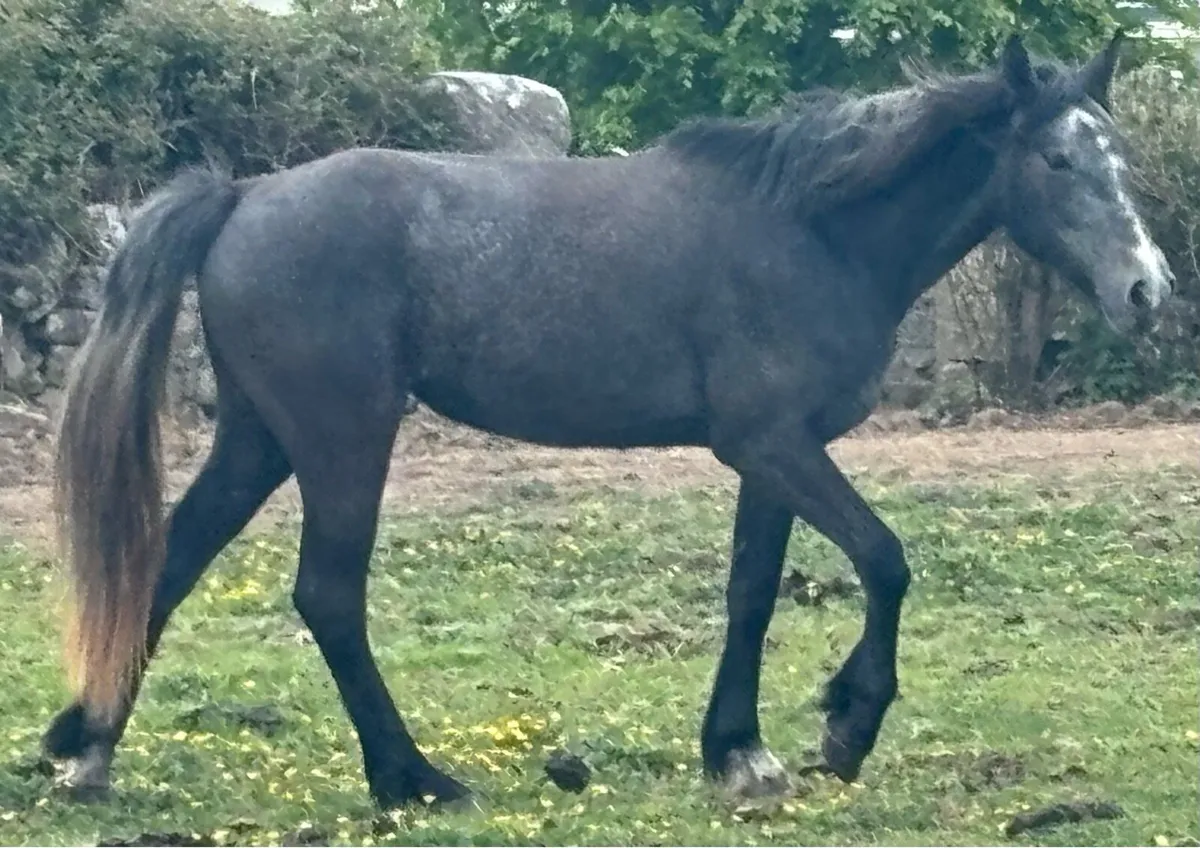 2yo filly RIDxCONNIE - Image 1