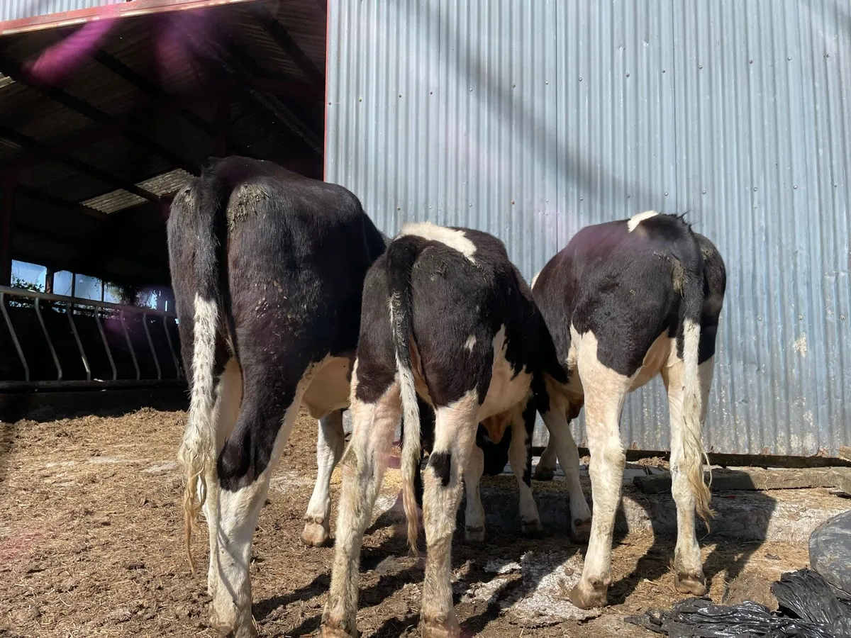 Friesan heifers - Image 1