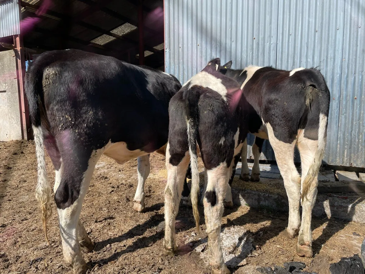 Friesan heifers - Image 2