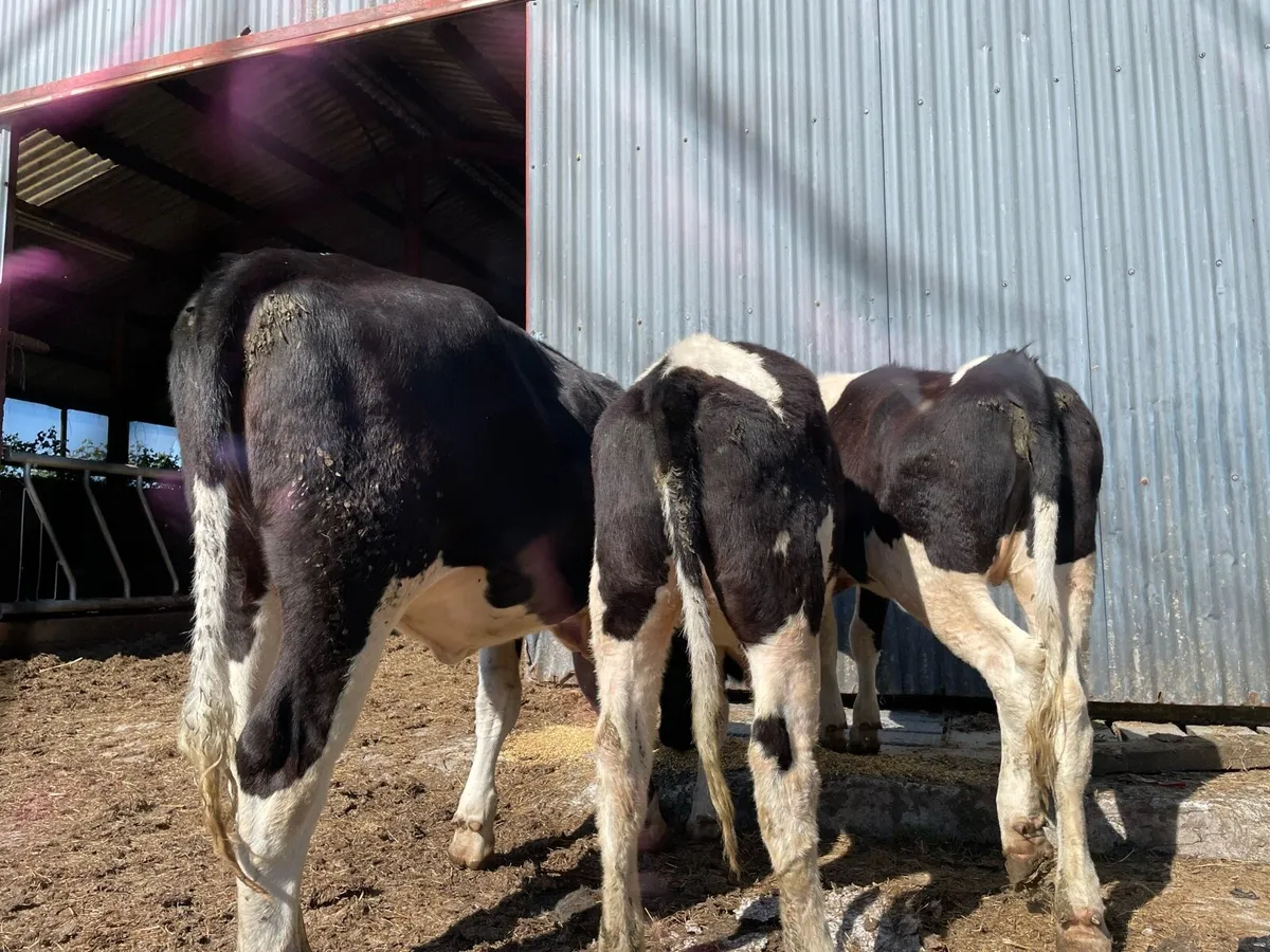 Friesan heifers - Image 3