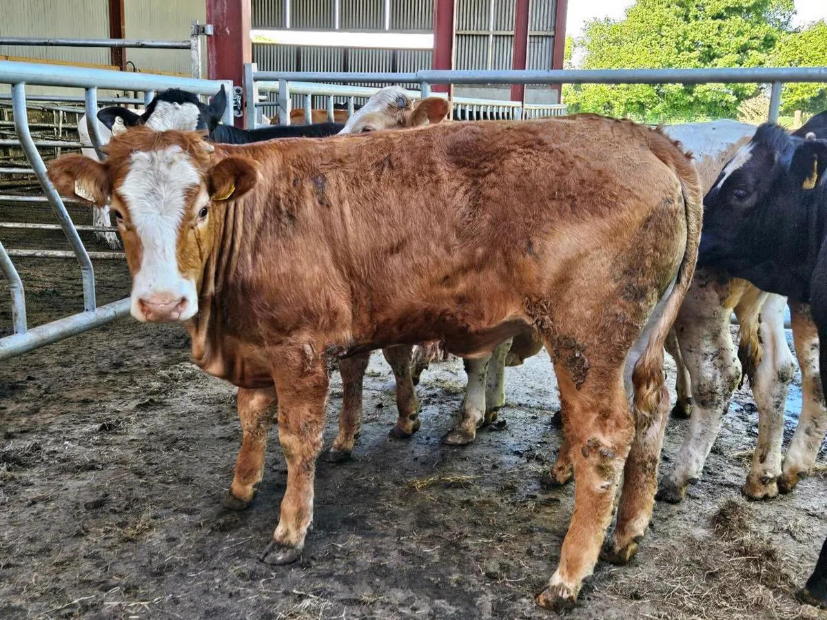12 smashing 420 kg store heifers for sale - Image 1