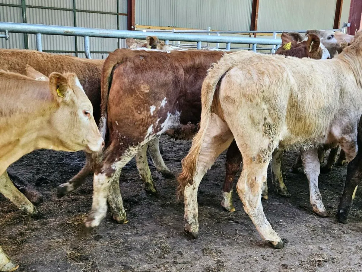 12 smashing 420 kg store heifers for sale - Image 2
