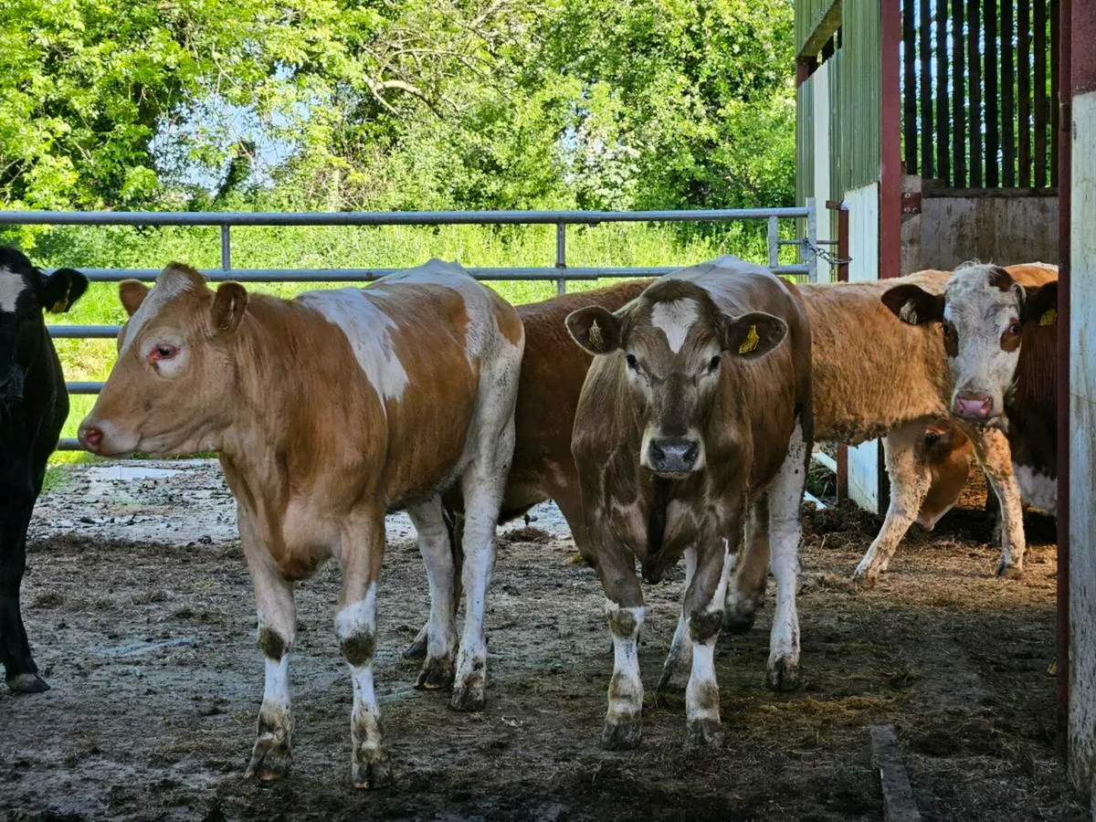 12 smashing 420 kg store heifers for sale - Image 3