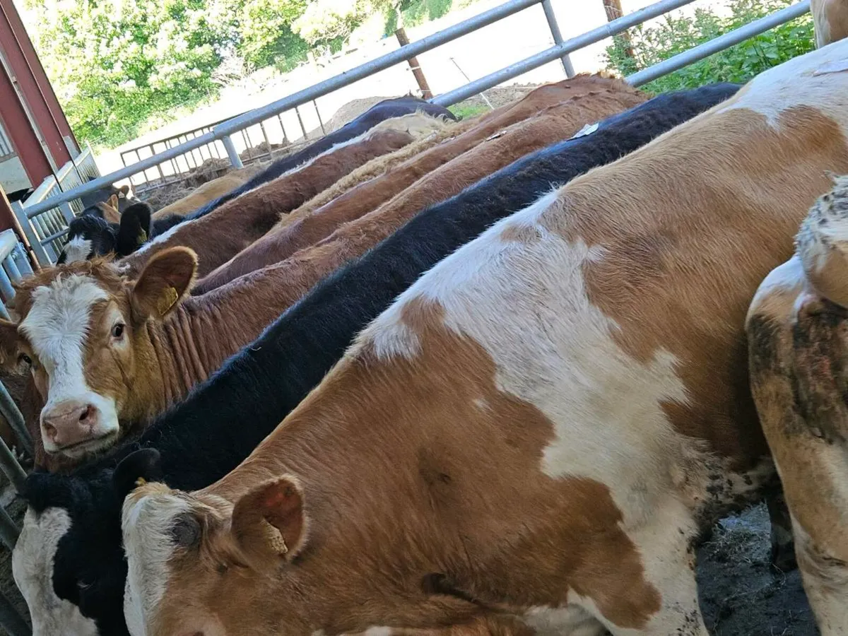 12 smashing 420 kg store heifers for sale - Image 4