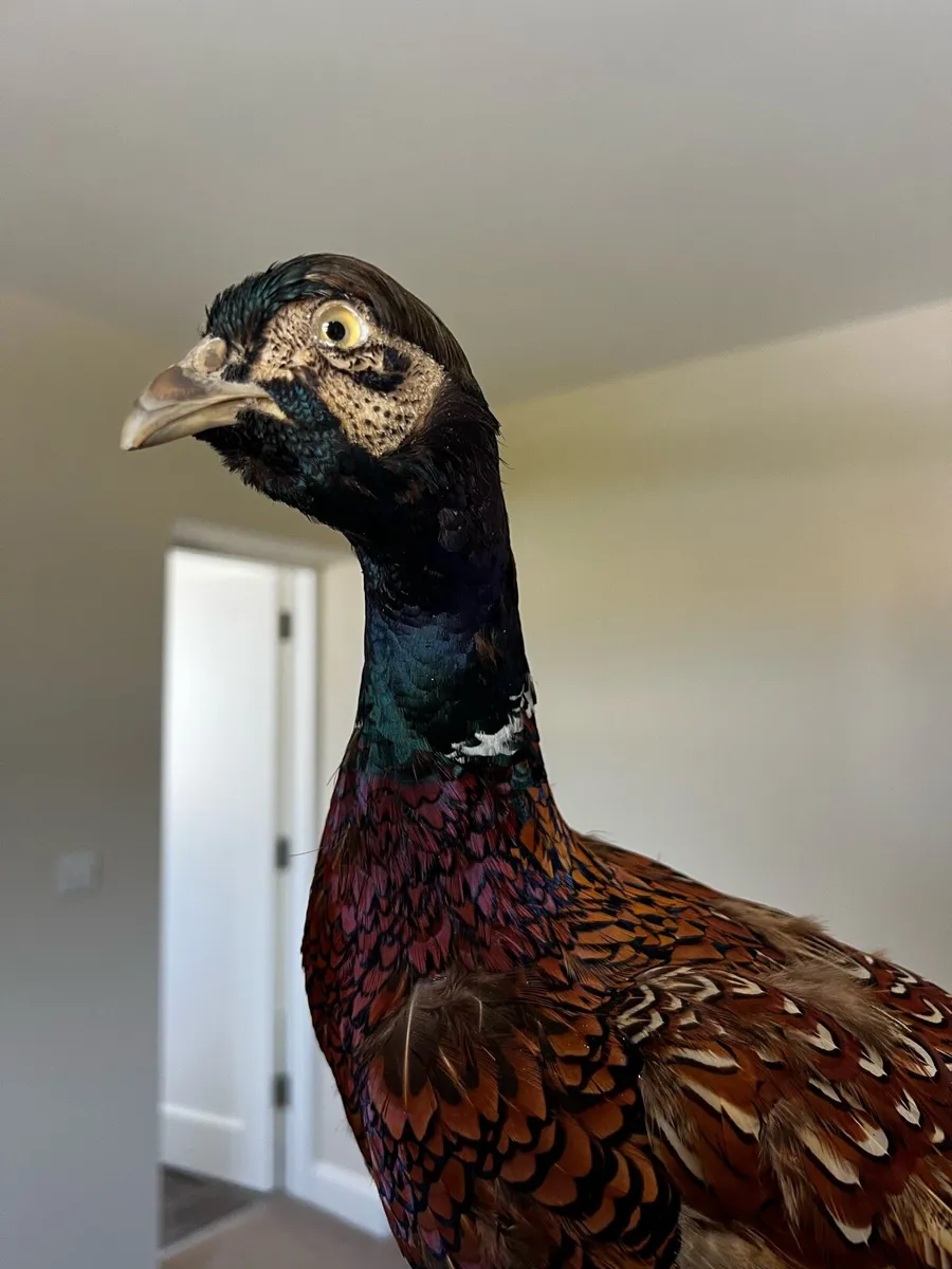 Vintage Taxidermy Stuffed Pheasant - Image 1
