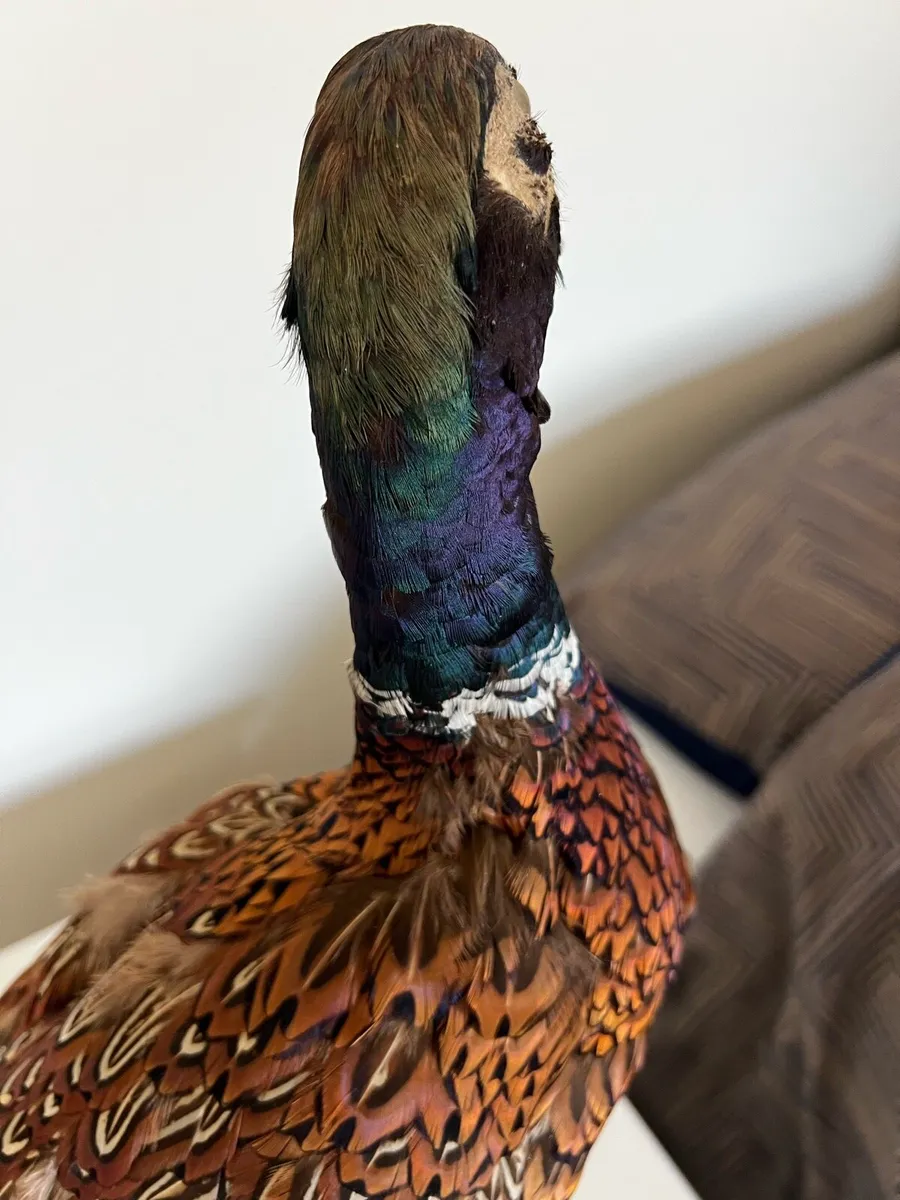 Vintage Taxidermy Stuffed Pheasant - Image 2
