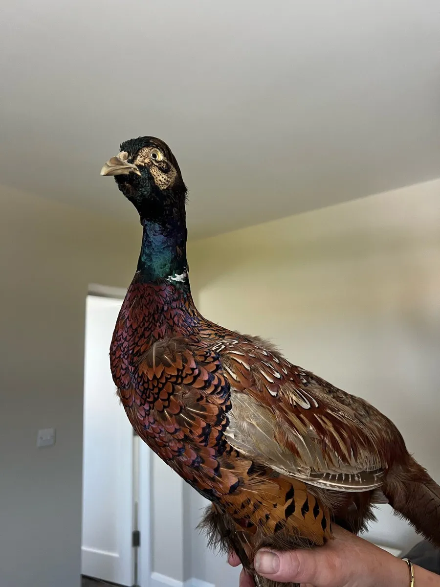 Vintage Taxidermy Stuffed Pheasant - Image 3