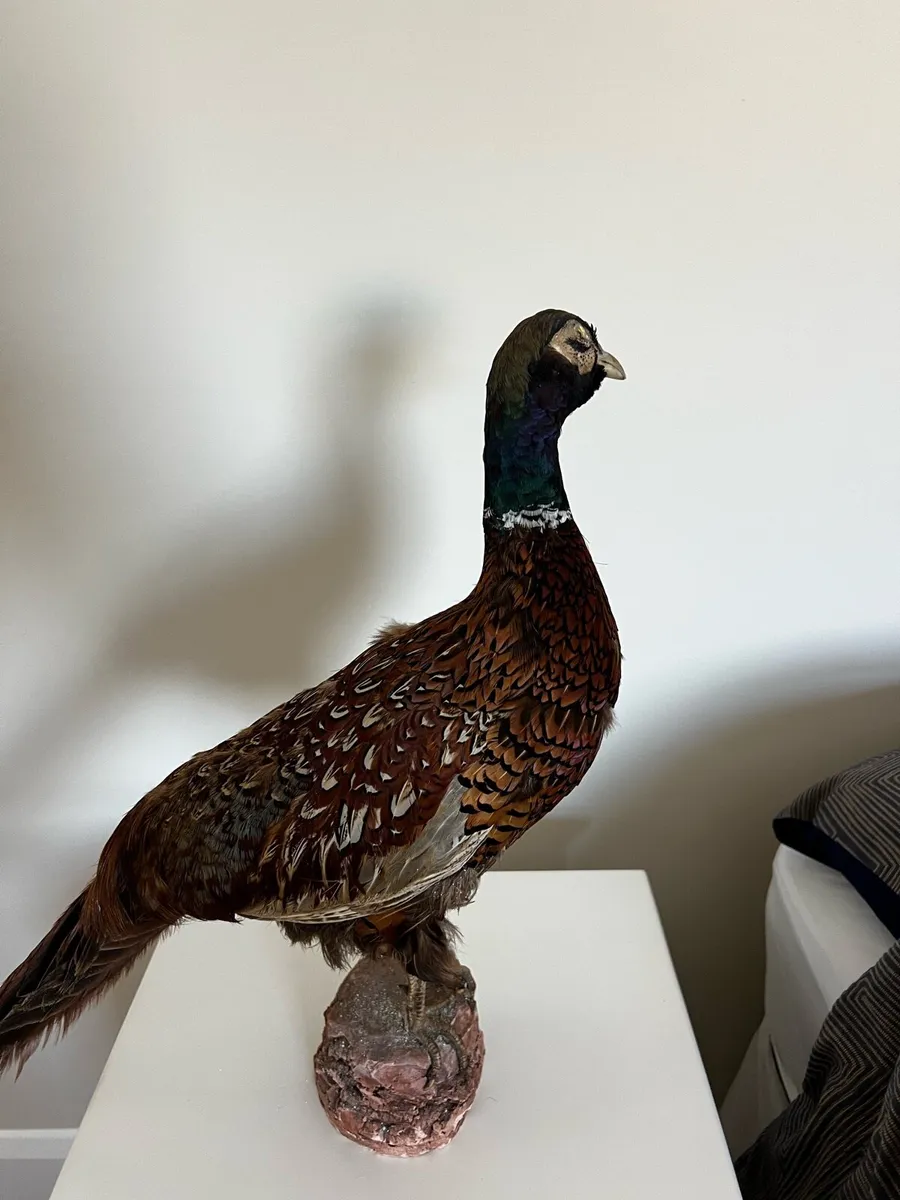 Vintage Taxidermy Stuffed Pheasant - Image 4