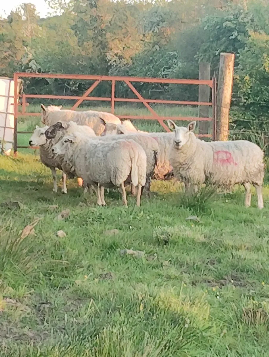 Cull ewes - Image 1