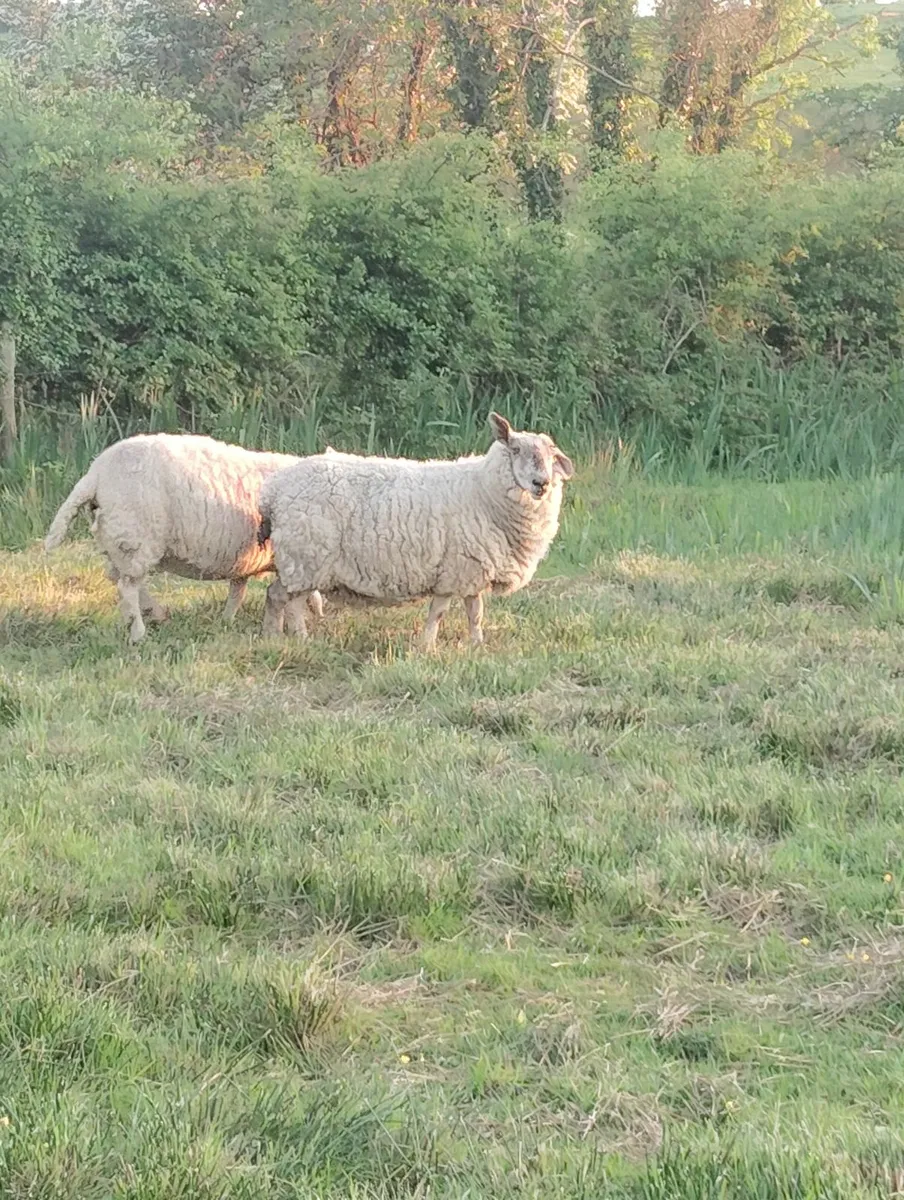 Cull ewes - Image 2