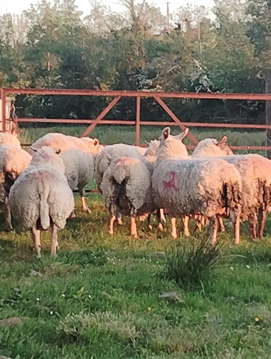 Cull ewes - Image 3