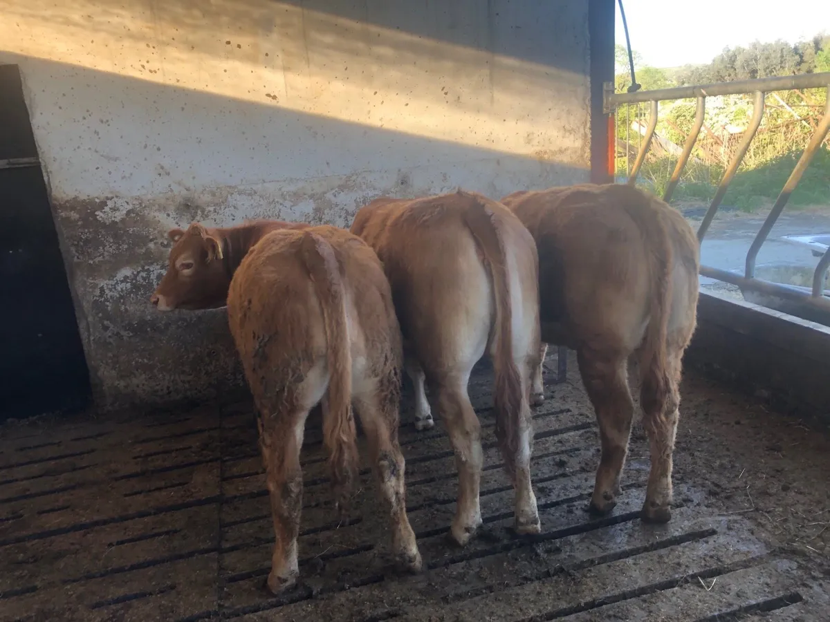Pbnr limousin heifers - Image 1