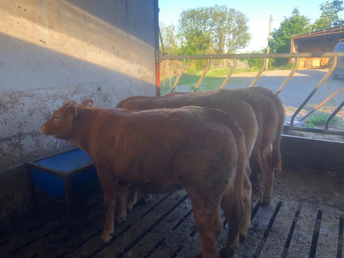 Pbnr limousin heifers - Image 2