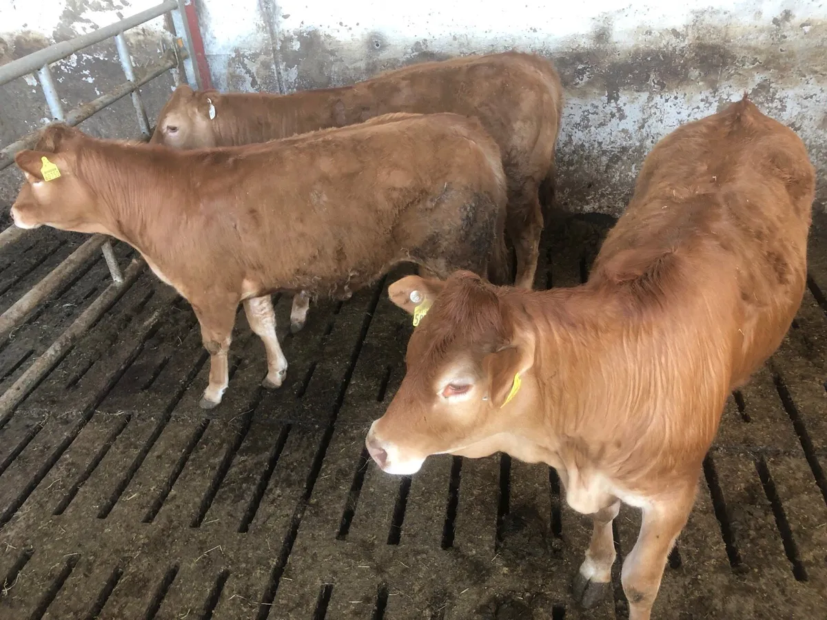 Pbnr limousin heifers - Image 3