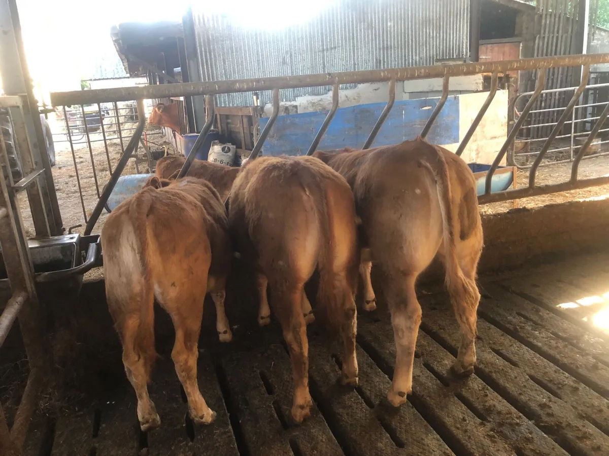 Pbnr limousin heifers - Image 4