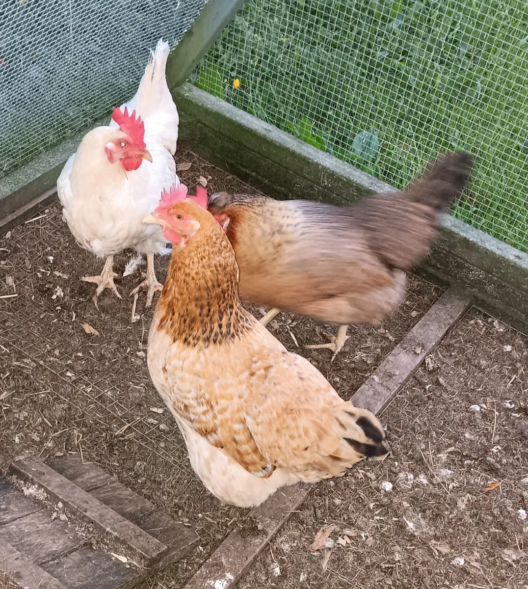 Laying Hens €20 for 3 - Image 2
