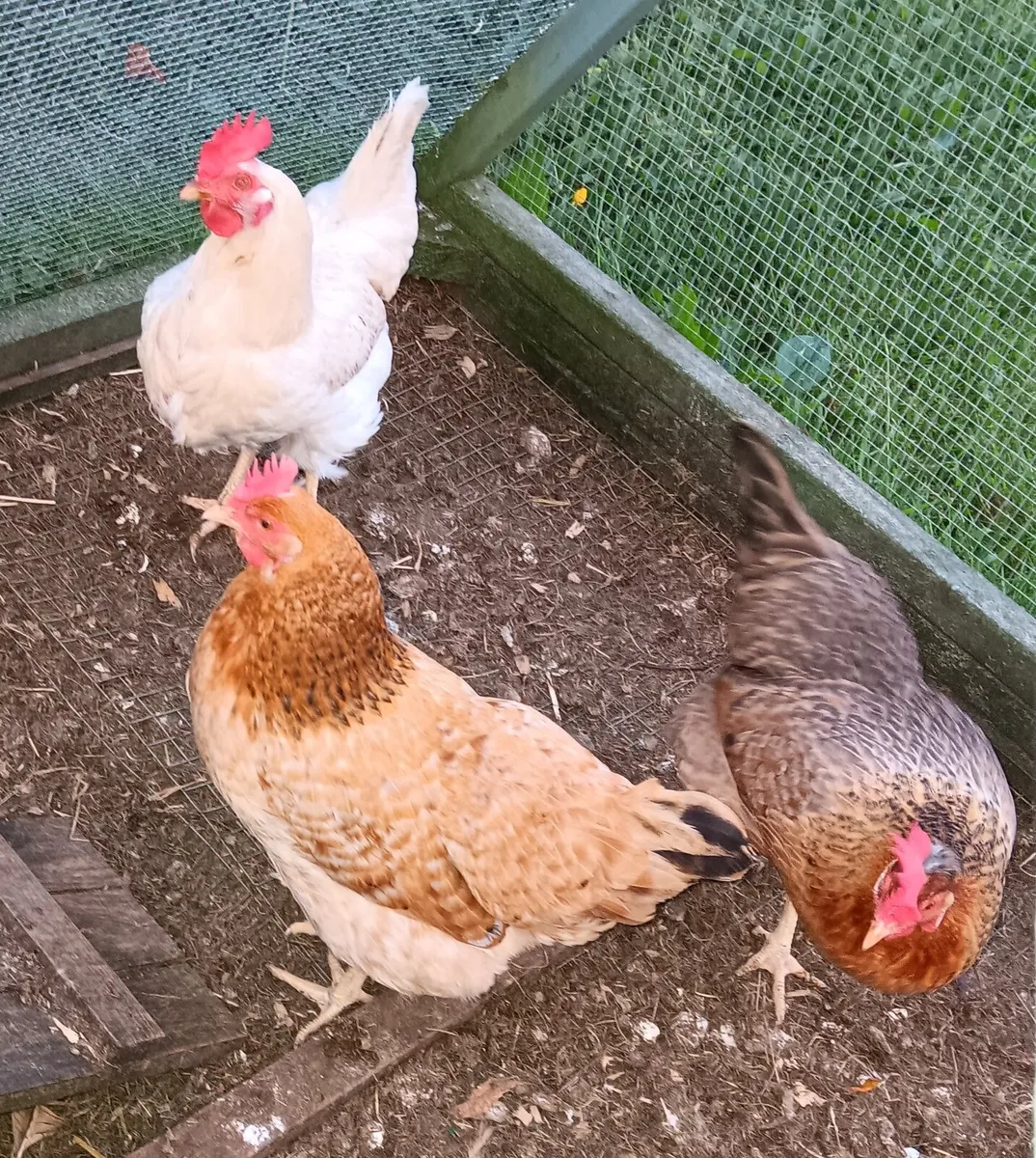 Laying Hens €20 for 3 - Image 3