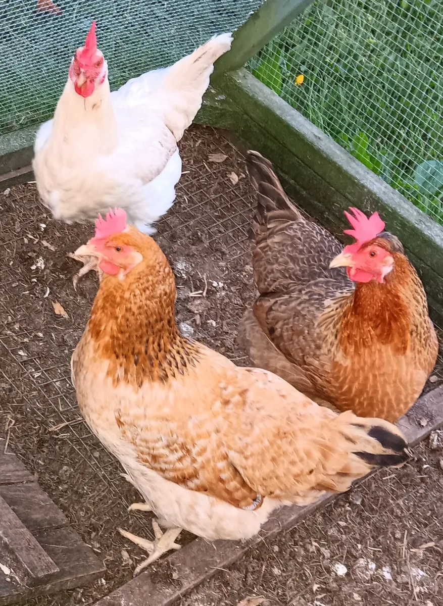 Laying Hens €20 for 3 - Image 1