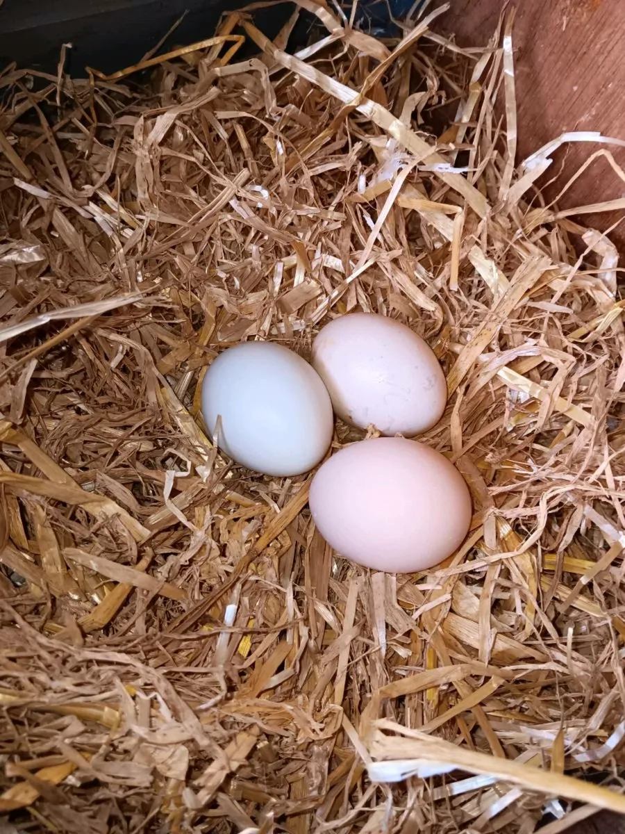 Laying Hens €20 for 3 - Image 4