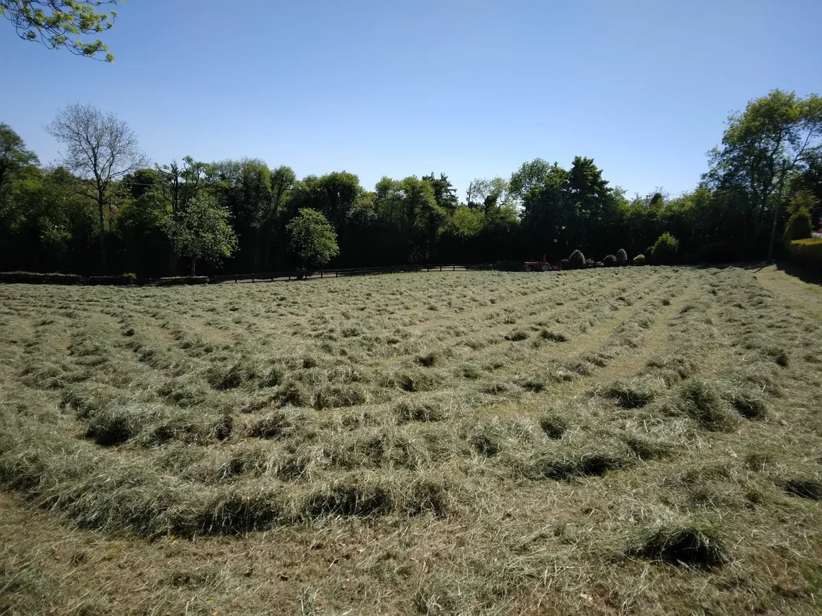 HAY