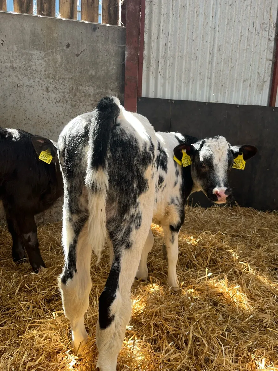 3 Smashing Bull Calves - Image 2