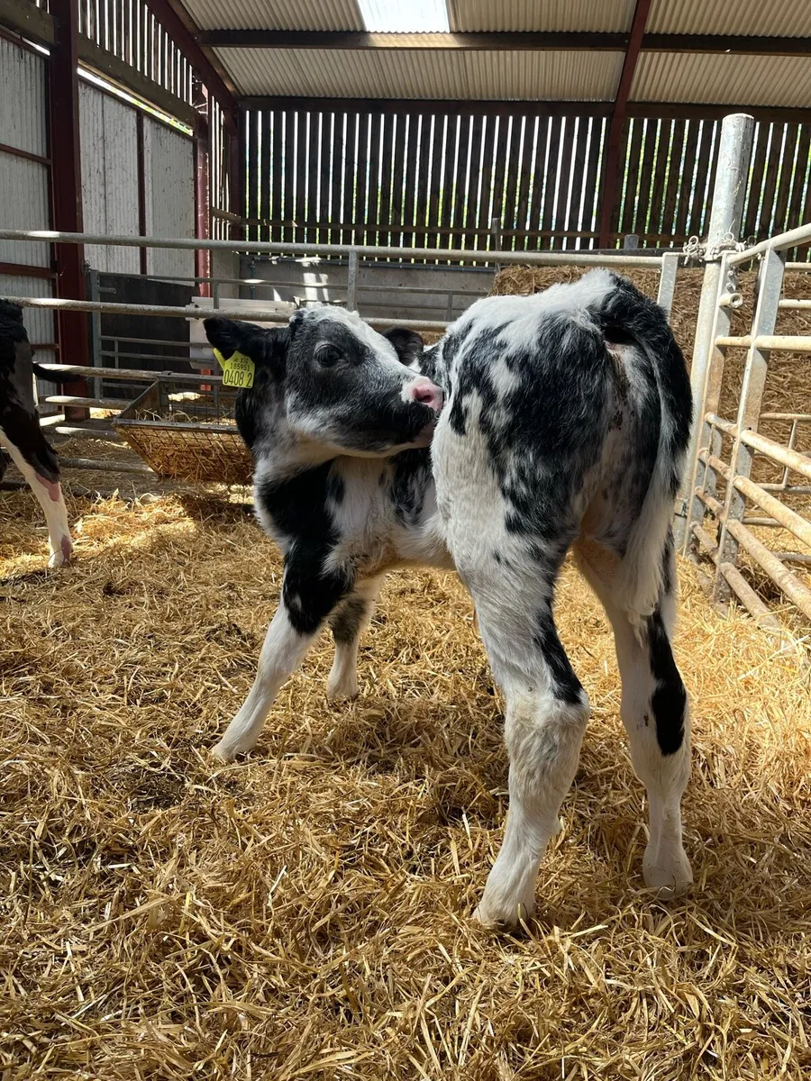3 Smashing Bull Calves - Image 4