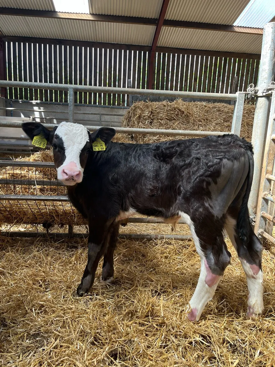 3 Smashing Bull Calves - Image 1