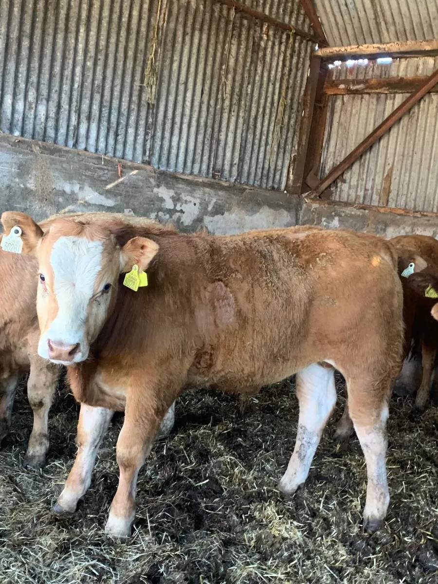 10 Super Quality CHX and LMX Bullocks for sale - Image 3