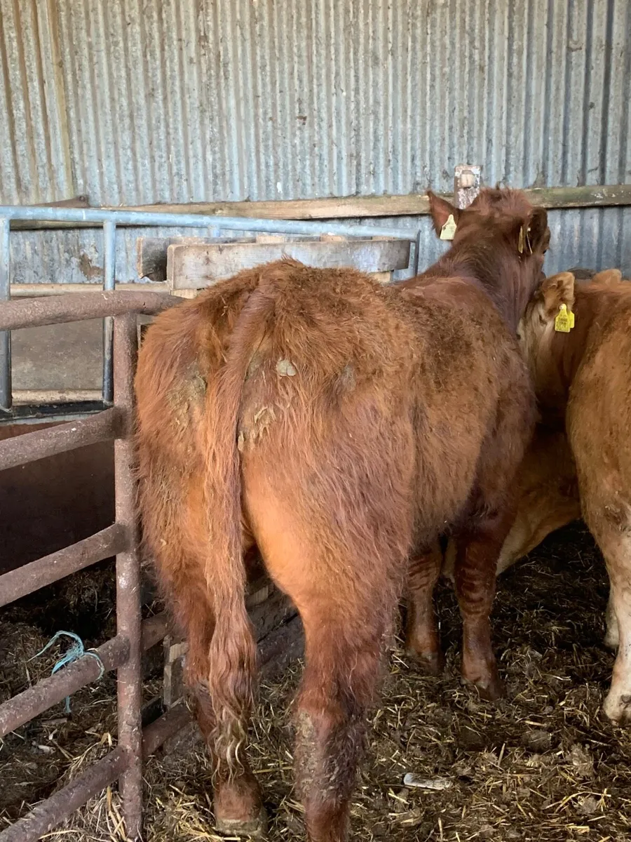 10 Super Quality CHX and LMX Bullocks for sale - Image 4