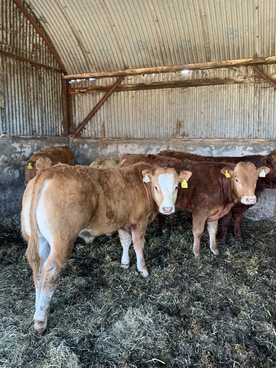 10 Super Quality CHX and LMX Bullocks for sale - Image 2