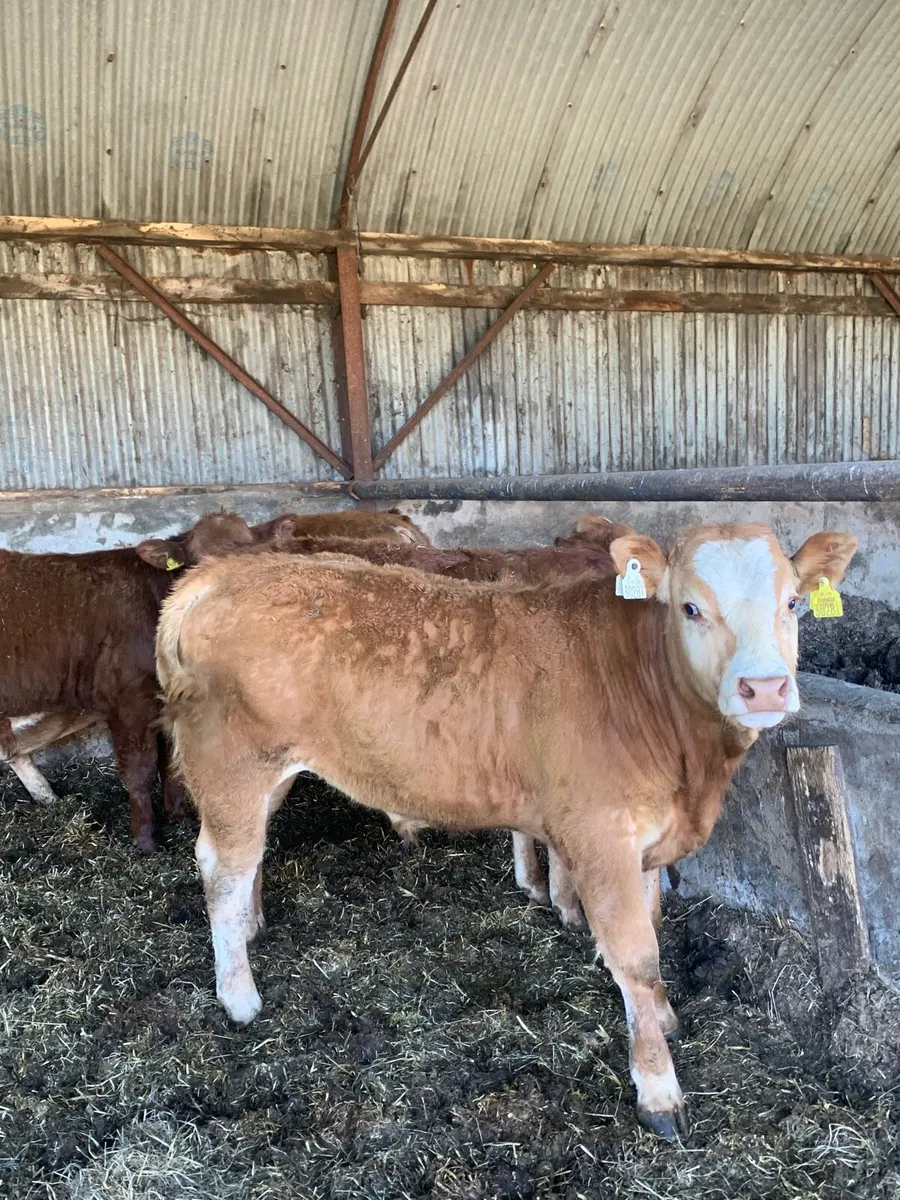 10 Super Quality CHX and LMX Bullocks for sale - Image 1
