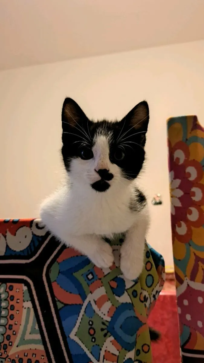Kittens - Image 2