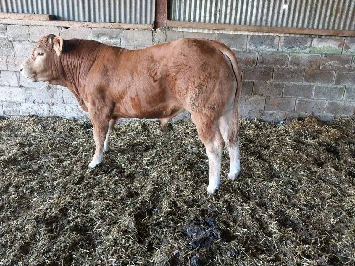5 star Pedigree limousin bulls - Image 1