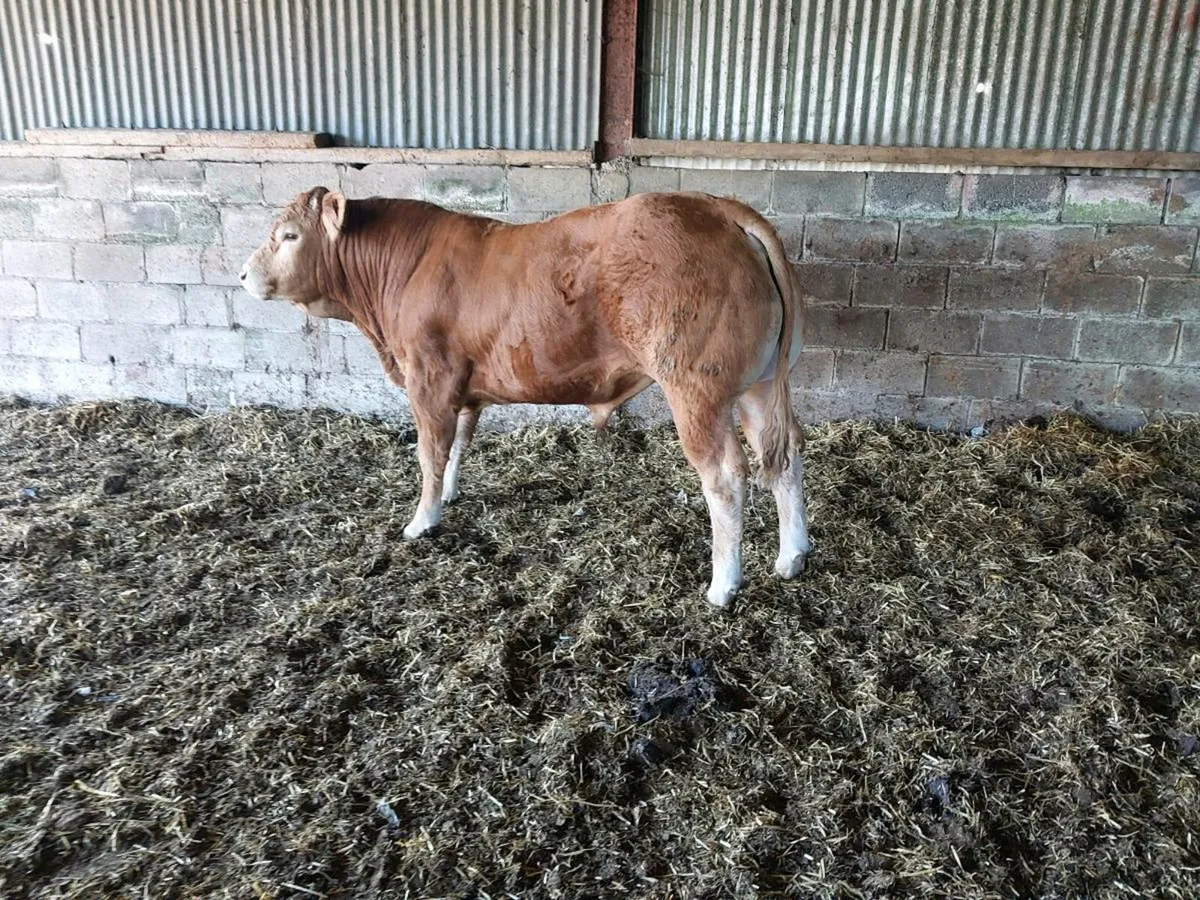 5 star Pedigree limousin bulls - Image 2