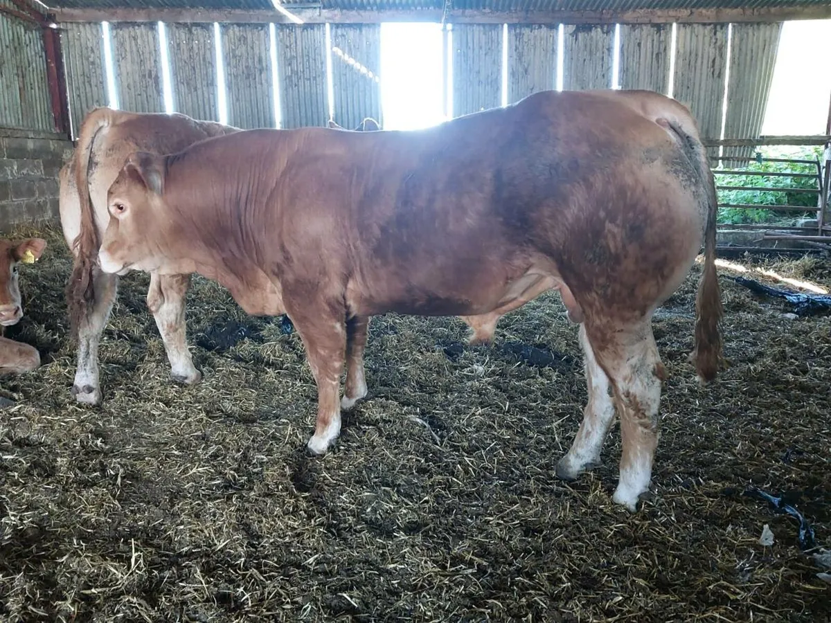 5 star Pedigree limousin bulls - Image 3