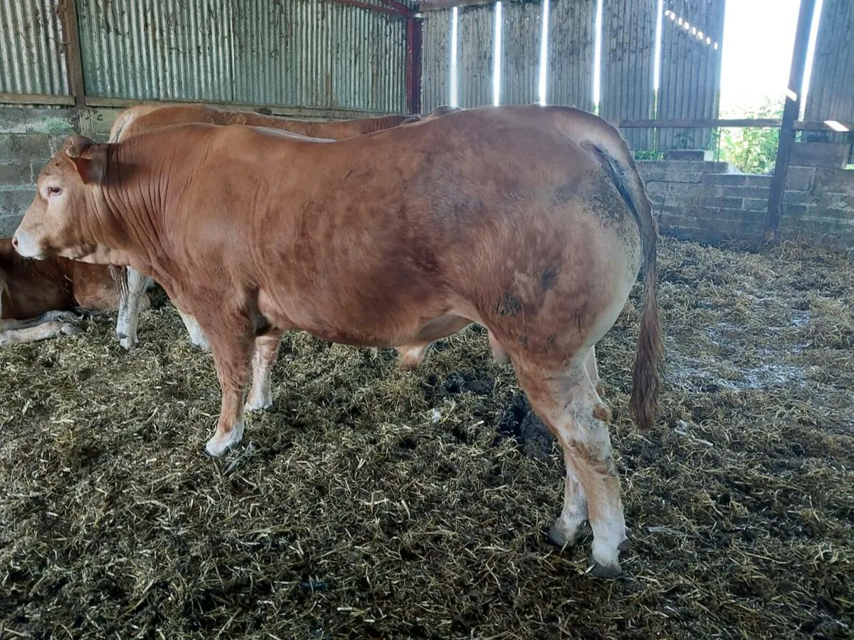 5 star Pedigree limousin bulls - Image 4