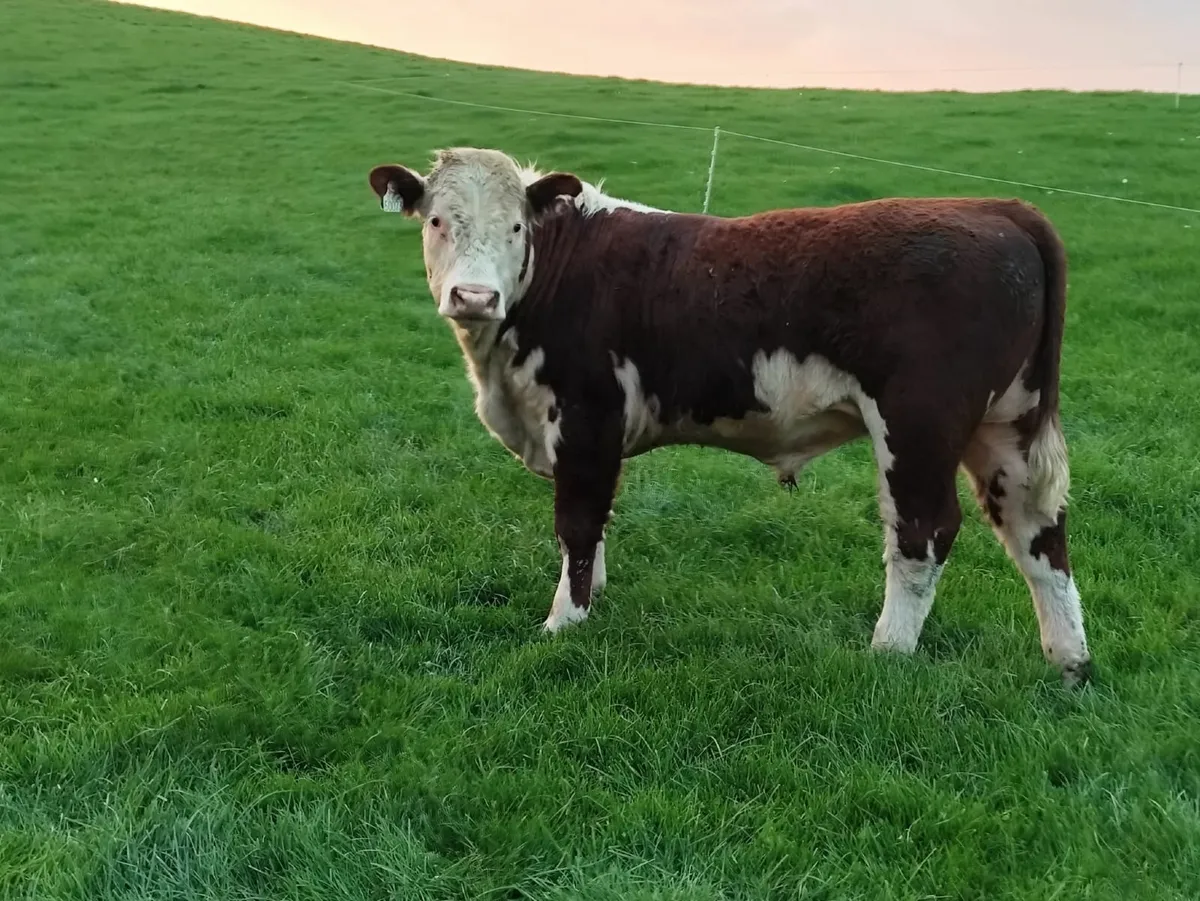 2 Hereford 1 Red Angus Bulls - Image 3