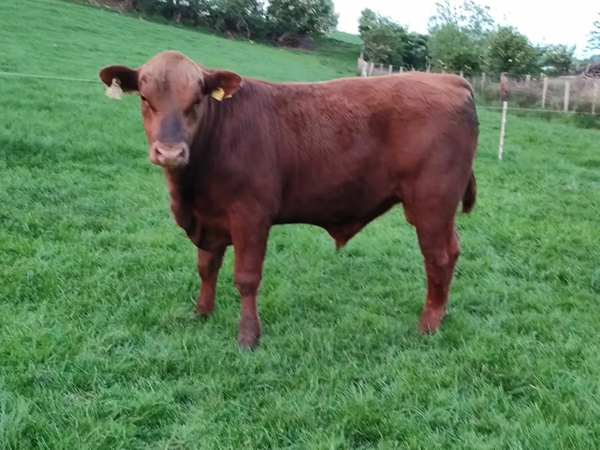 2 Hereford 1 Red Angus Bulls - Image 4