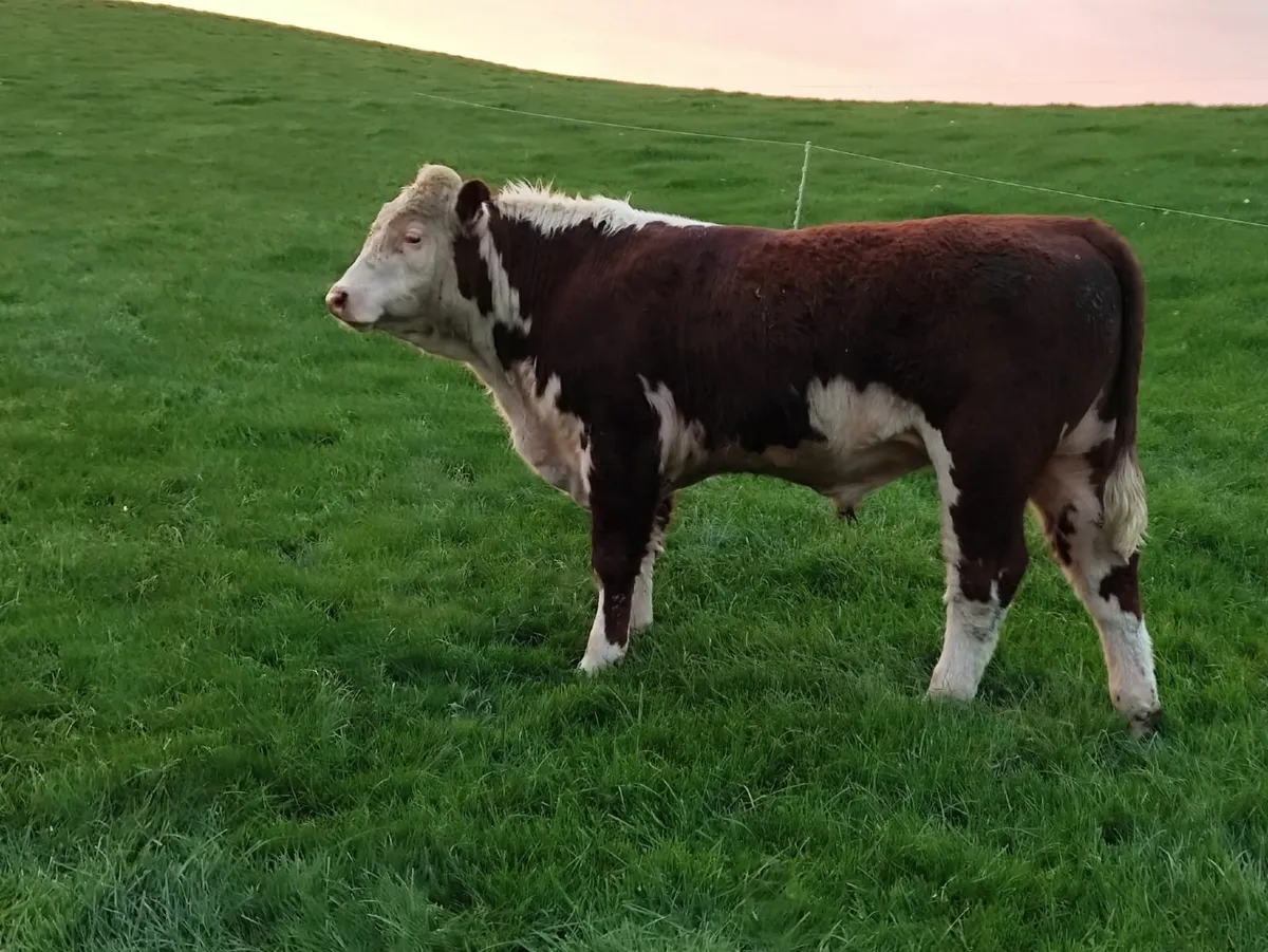 2 Hereford 1 Red Angus Bulls - Image 1